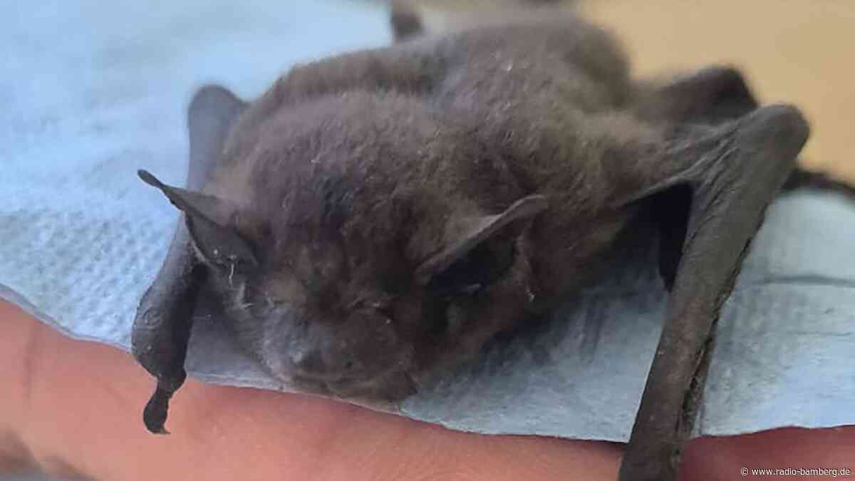 Fledermaus im Büro. Was tun? Stadt und Landkreis helfen Fledermäusen