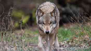 Wolf greift Kind (2) an – Familienhund „Destiny“ bezahlt Rettung mit dem Leben