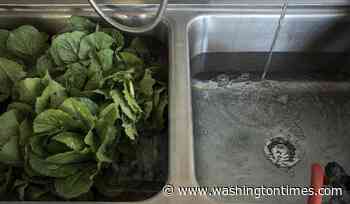 Shredded lettuce may not be the only culprit in the cyclosporiasis outbreaks