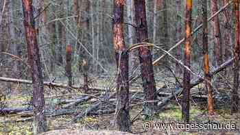 Wie Wälder sich nach Großbränden selbst erneuern