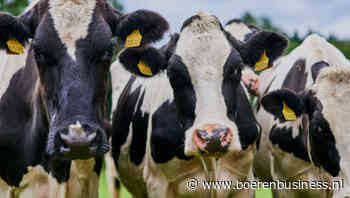 Sentiment op zuivelmarkt koelt weer wat af