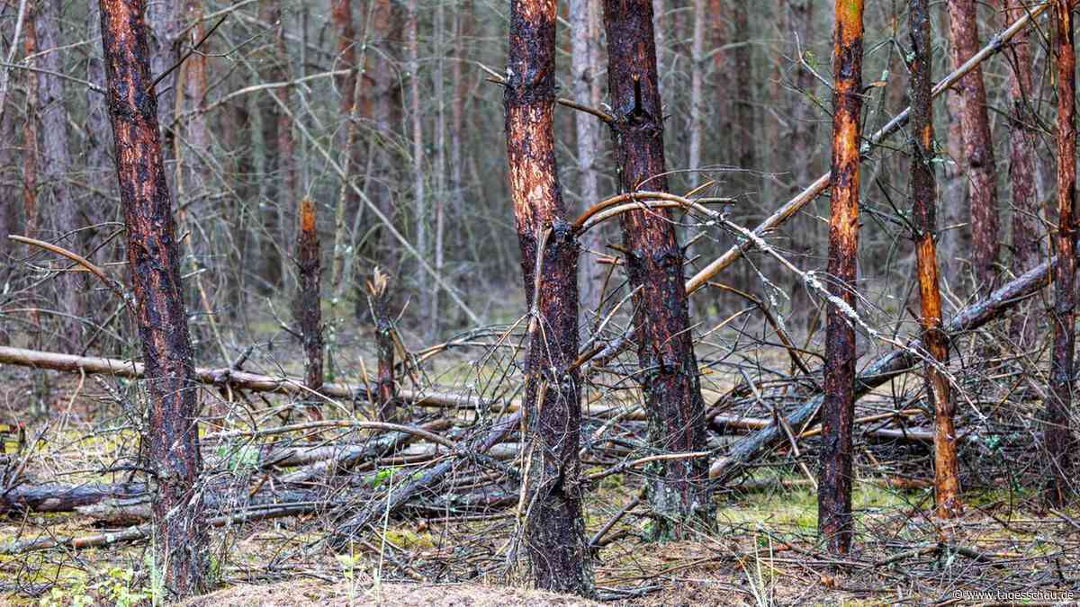 Wie Wälder sich nach Großbränden selbst erneuern