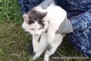 Prison guards capture drug-mule cat smuggling narcotics into Russian prison