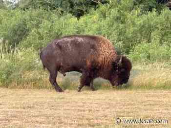 Loose bison leads to TCSO response in Manor