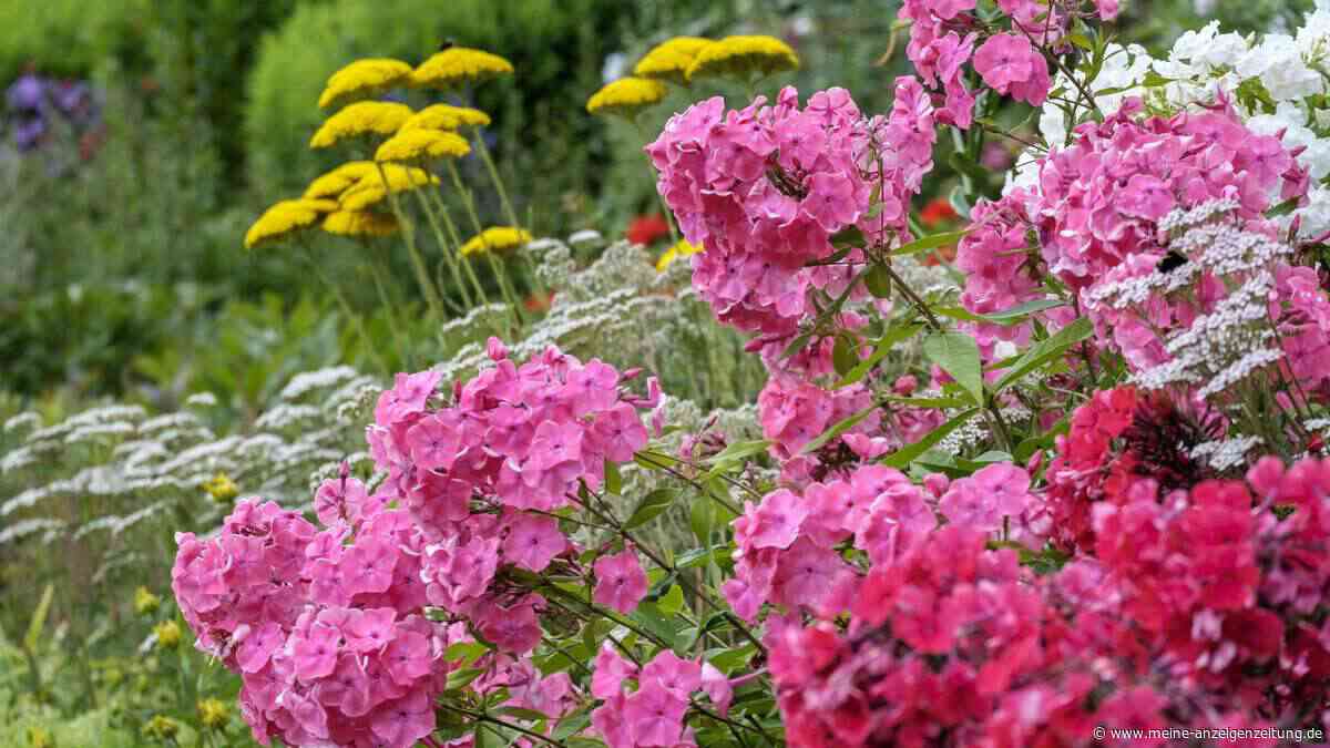 5 duftende Stauden für die Sonne – ein Beet für alle Sinne
