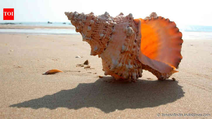Empty seashells became the ocean’s first ready-made homes 470 million years ago