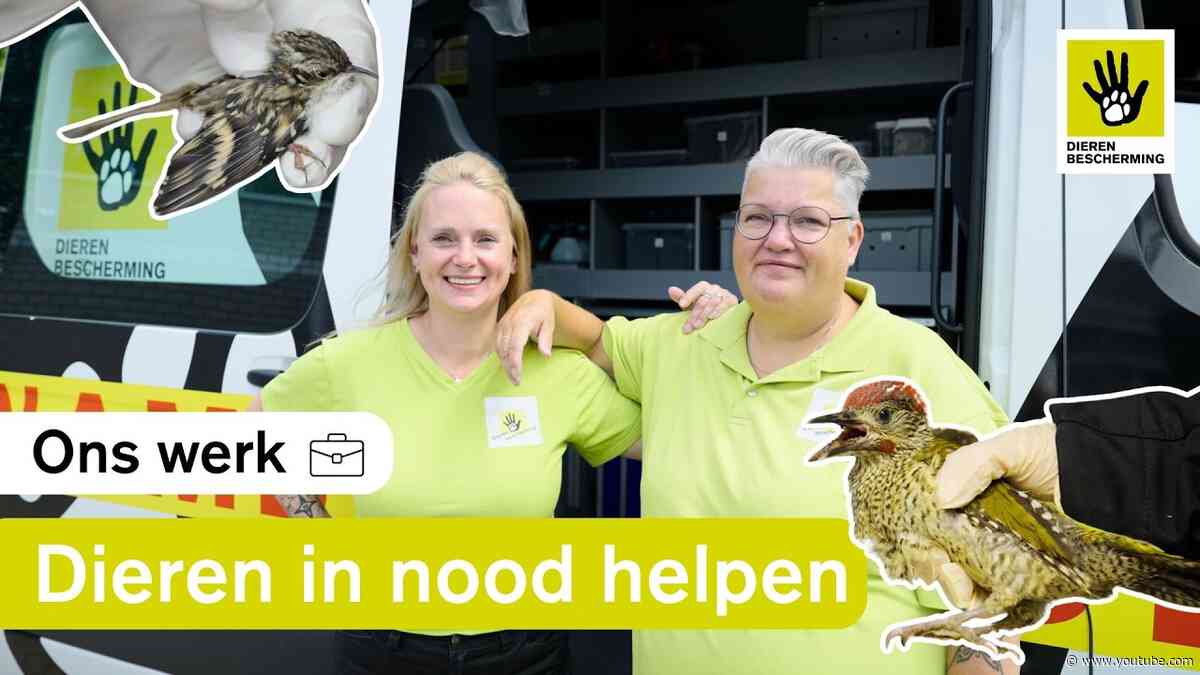 Dienst op de dierenambulance 🚑 | Gewonde vogels, aangereden kat & zwerfdieren 🐱