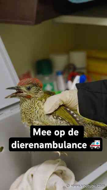 Dienst mee op de dierenambulance 🚑🐱