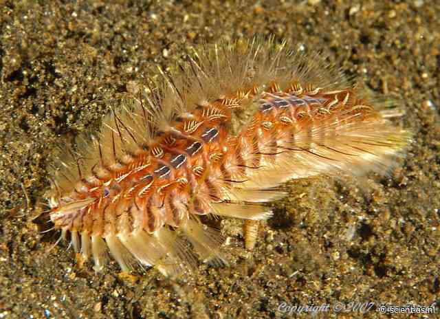 Een worm met kaken van metaal: nieuw type materiaal ontdekt in de natuur