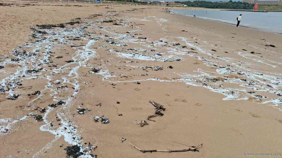 Environmental impact explained as over 1 billion plastic 'nurdles' pollute the North East coastline