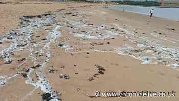 Environmental impact explained as over 1 billion plastic 'nurdles' pollute the North East coastline