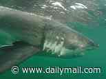 Car-sized great white shark weighing over 1,000lbs resurfaces off North American coast after vanishing for months