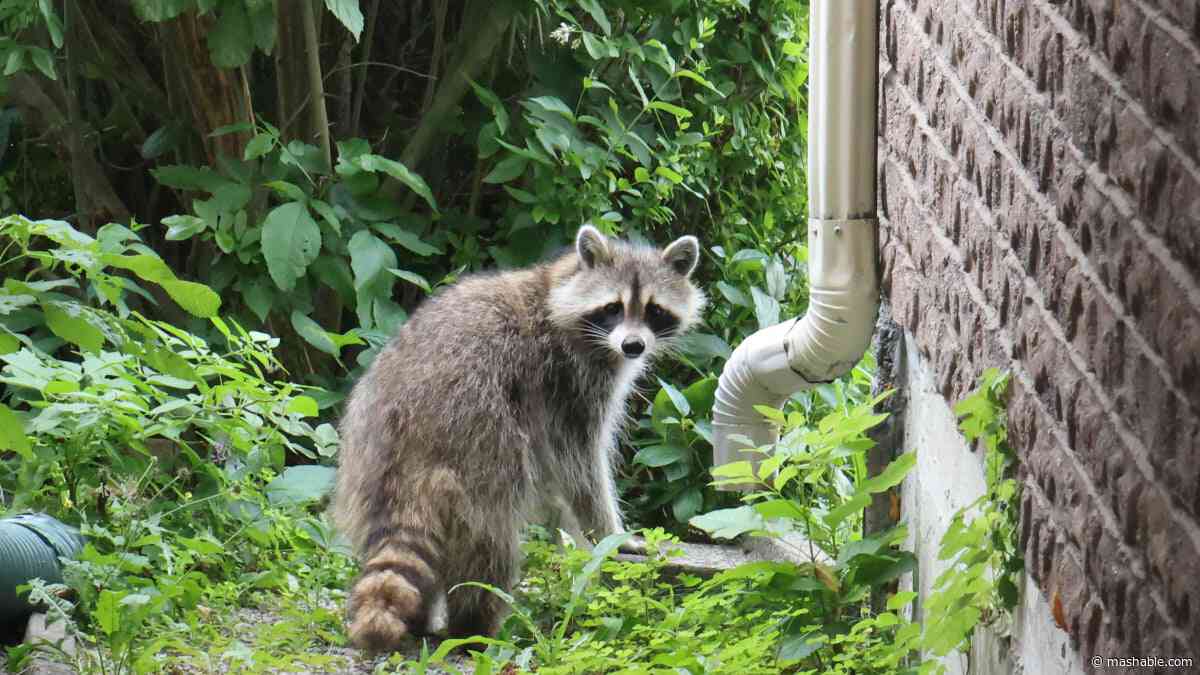 Jimothy might be one of several Jimothi, Seattle reports