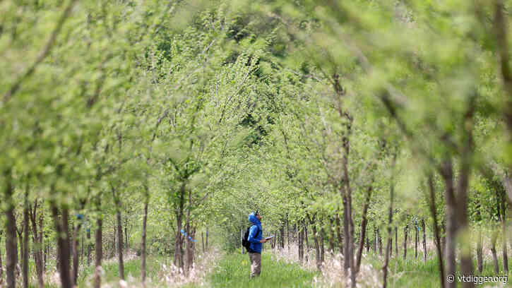Killing trees to save the forest: The deadly experiment to rescue the American elm