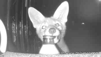Homeowner sets up camera to catch 'militant vegans' stealing his milk... before 'sting' operation reveals the real culprit