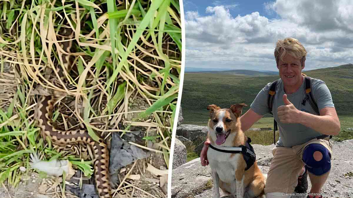 Man, 45, blue-lighted to hospital after finding adder 'hanging off his foot' at British holiday hotspot