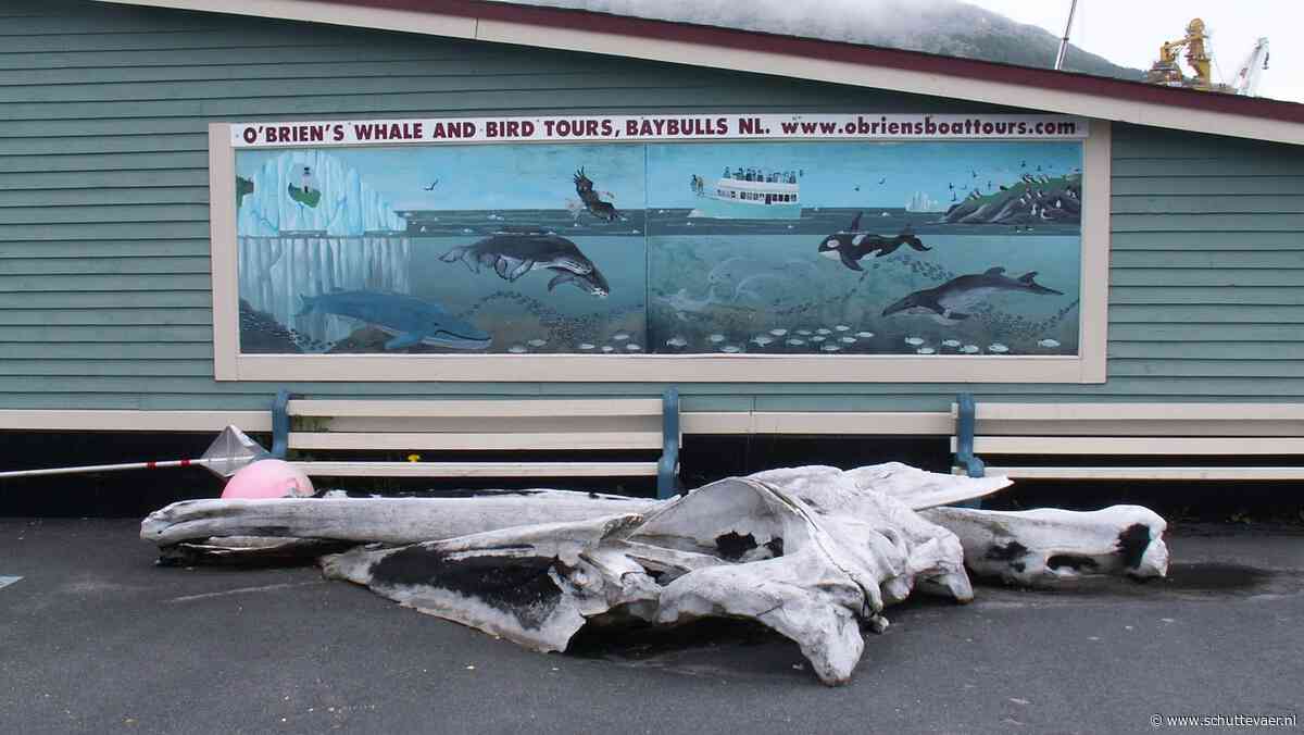 Zware Kees: Newfoundland