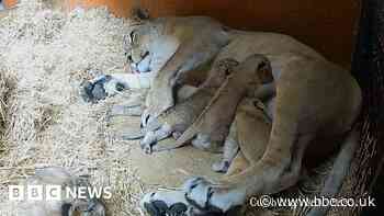 Hidden 'cub cam' shows first days of newborn lions