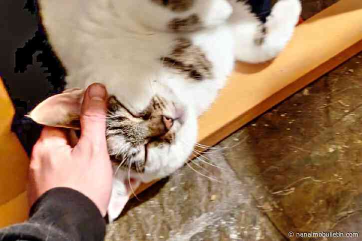 Vancouver Island SPCA centre urgently needs foster volunteers