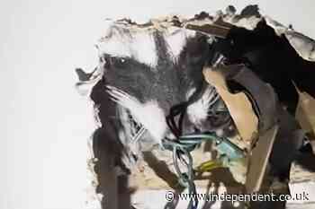 Raccoon gives birth in apartment’s wall then busts through into tenant’s bedroom