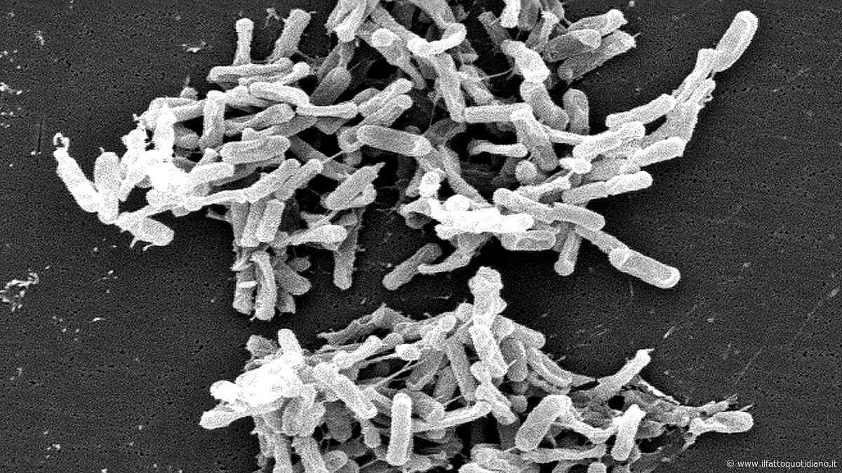 Clostridium difficile, cos’è il batterio sospettato per la morte di un bimbo a Catanzaro: come si trasmette, i sintomi e le cure