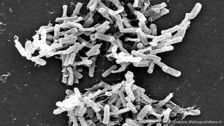 Clostridium difficile, cos’è il batterio sospettato per la morte di un bimbo a Catanzaro: come si trasmette, i sintomi e le cure