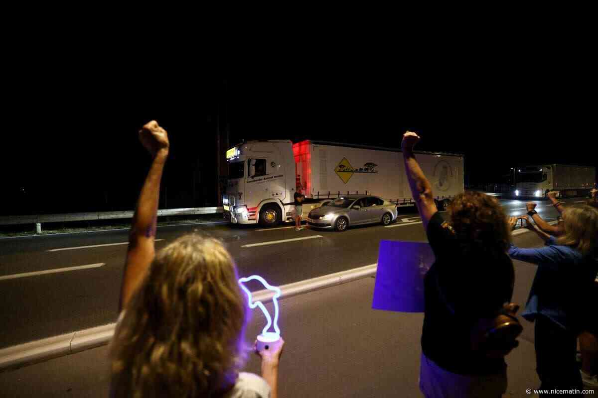 Arrivés à Malaga, les huit dauphins de Marineland restent au cœur des inquiétudes des ONG