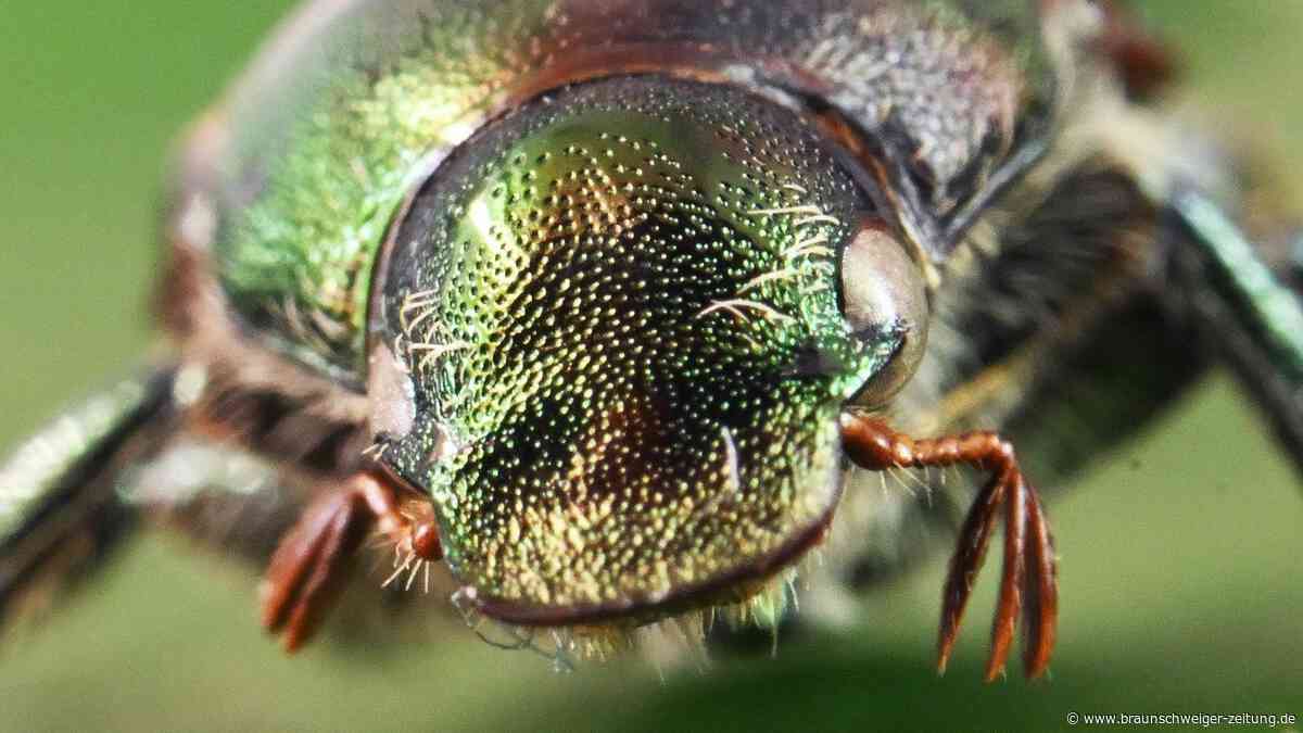 Erster Japankäfer in Niedersachsen gesichtet – wie gefährlich ist er?