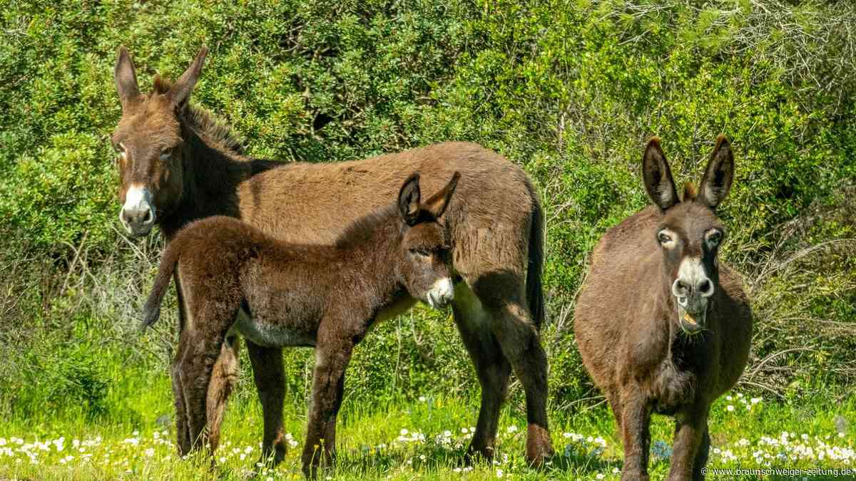 Feuerwehr auf vier Beinen: In Spanien helfen Esel im Kampf gegen Waldbrände