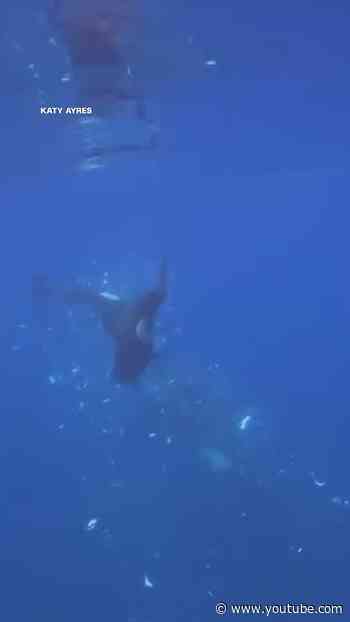 Scientists discover orcas smashing fish into pieces