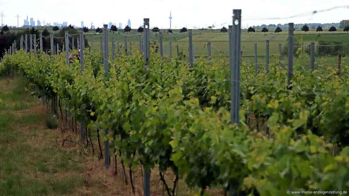 Aus Wein wird Sprit: Neues Modell soll „kurzfristige Entlastung“ für Winzer bringen