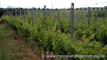 Aus Wein wird Sprit: Neues Modell soll „kurzfristige Entlastung“ für Winzer bringen
