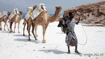 Delen van Afrika inmiddels zo heet dat zelfs dromedaris het moeilijk heeft