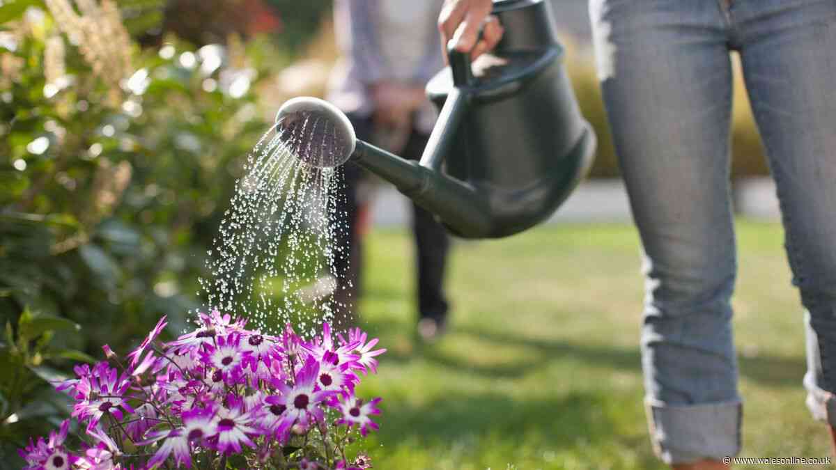 Gardener's cheap way to keep plants watered when you're on holiday