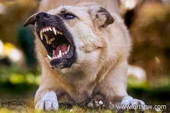 Officials face flak over dangerous dog cases in Arlington, point to strict guidelines