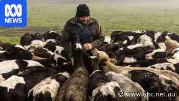 Fast food key to farmers making more with their dairy calves