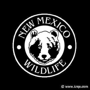 Bear that climbed up power pole dies, New Mexico Department of Wildlife confirms