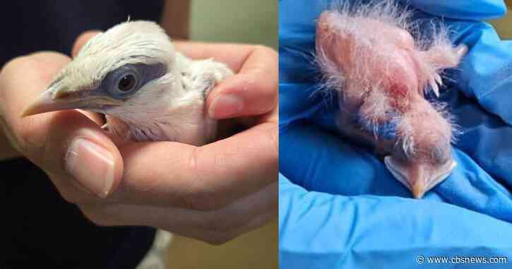 Critically endangered Bali mynah chick hatches at Zoo Atlanta