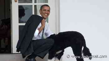 Which presidential pet is your favorite? Have your say in the DC Insider poll