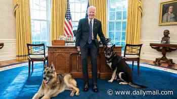 Truth about Joe Biden's dog: Major vanished after biting Secret Service. His fate 'on the farm' was kept hidden... until now