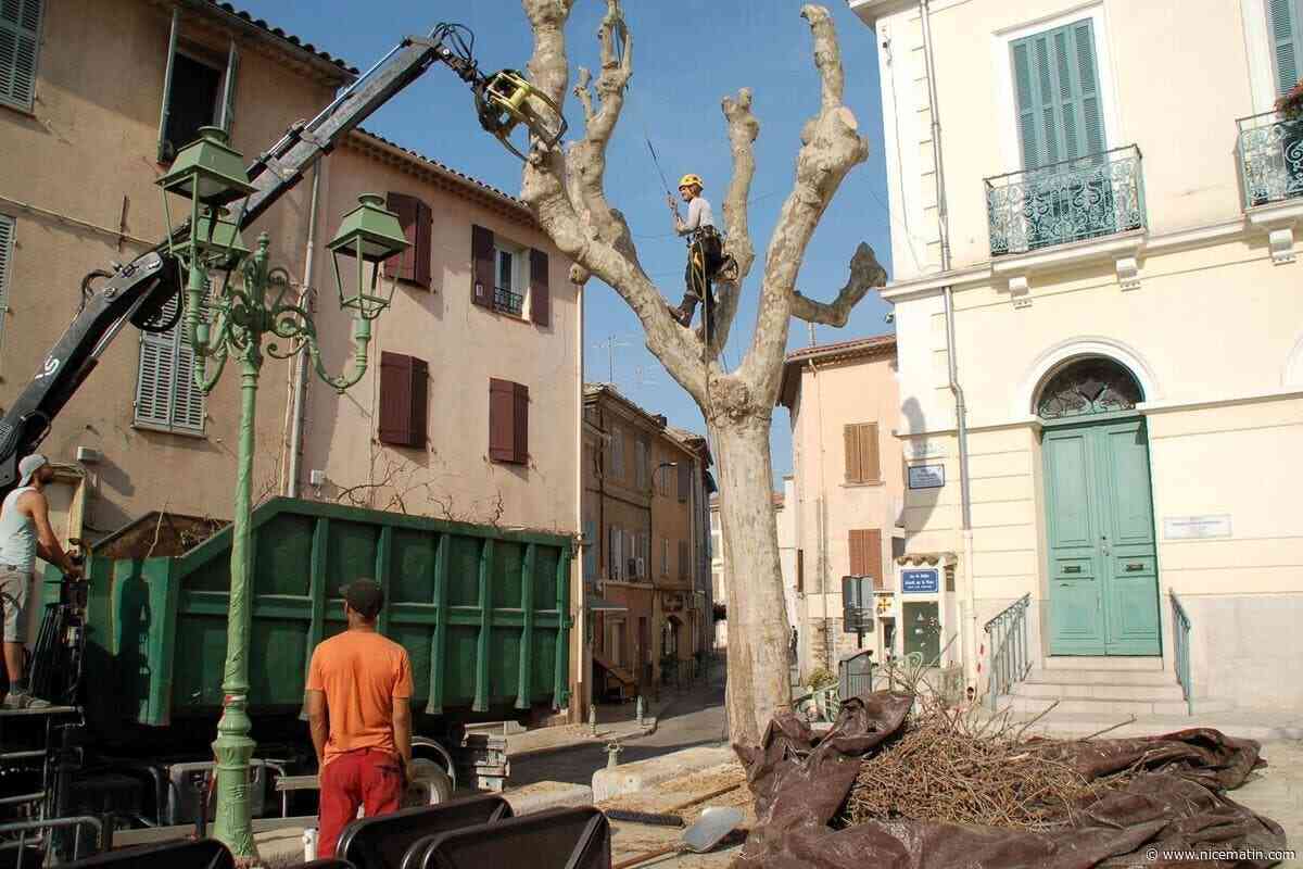 Contaminé par le chancre doré, un nouveau platane a été abattu place Jean-Jaurès au Beausset