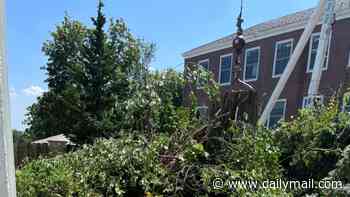 Homeowner incandescent after tree surgeon marched into her garden and cut down majestic 150-year-old oak tree while working on school next door, lawsuit claims