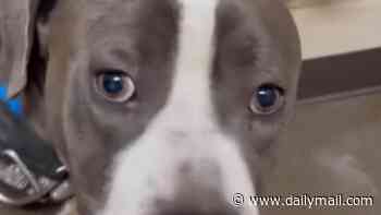 'Friendly' dog called Barney was BEHEADED after shelter incident, sparking huge protests and claims he was wrongly killed