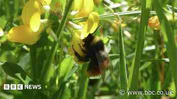 Appeal to plant flowers to help rare bumblebee