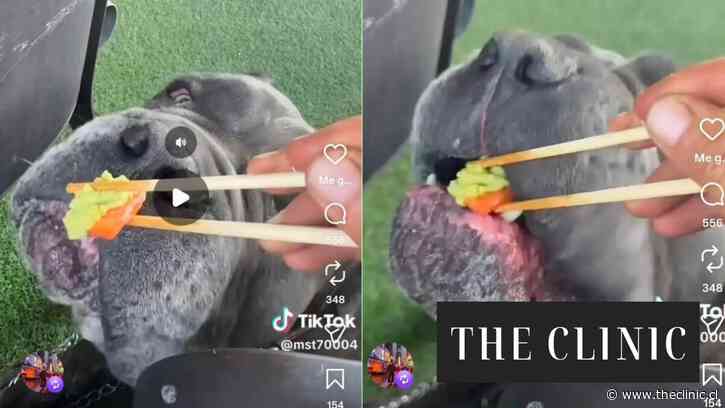 “¿Qué necesidad hay de hacer pasar un mal rato a un animal para generar contenido?”: La ola de críticas contra influencer chilena por alimentar con wasabi a su perro