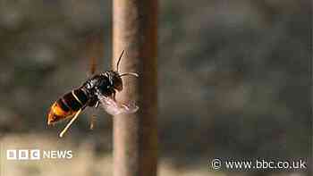 Islanders asked to 'track' not 'trample' Asian hornets