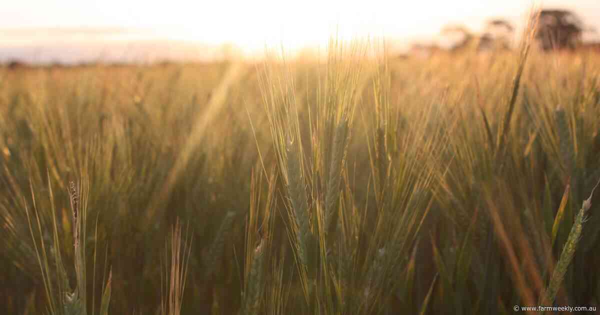 What China needs from Australian barley to meet malting and brewing markets