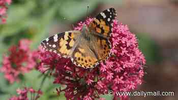 Once-in-a-decade 'painted lady summer' sees huge numbers of migratory butterflies arrive in the UK