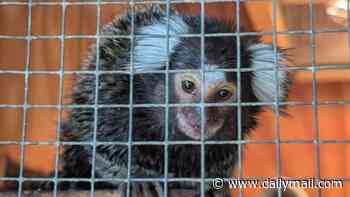 Reward of £3,000 is being offered after monkey is found in laundry bag on London bus