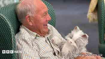 Robot cats bring comfort to people with dementia